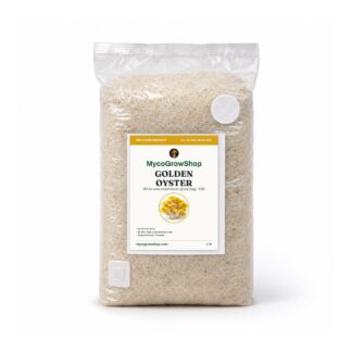 Golden Oyster All-In-One Mushroom Grow Bag, oyster mushroom growing kit, colonised block in a vented box