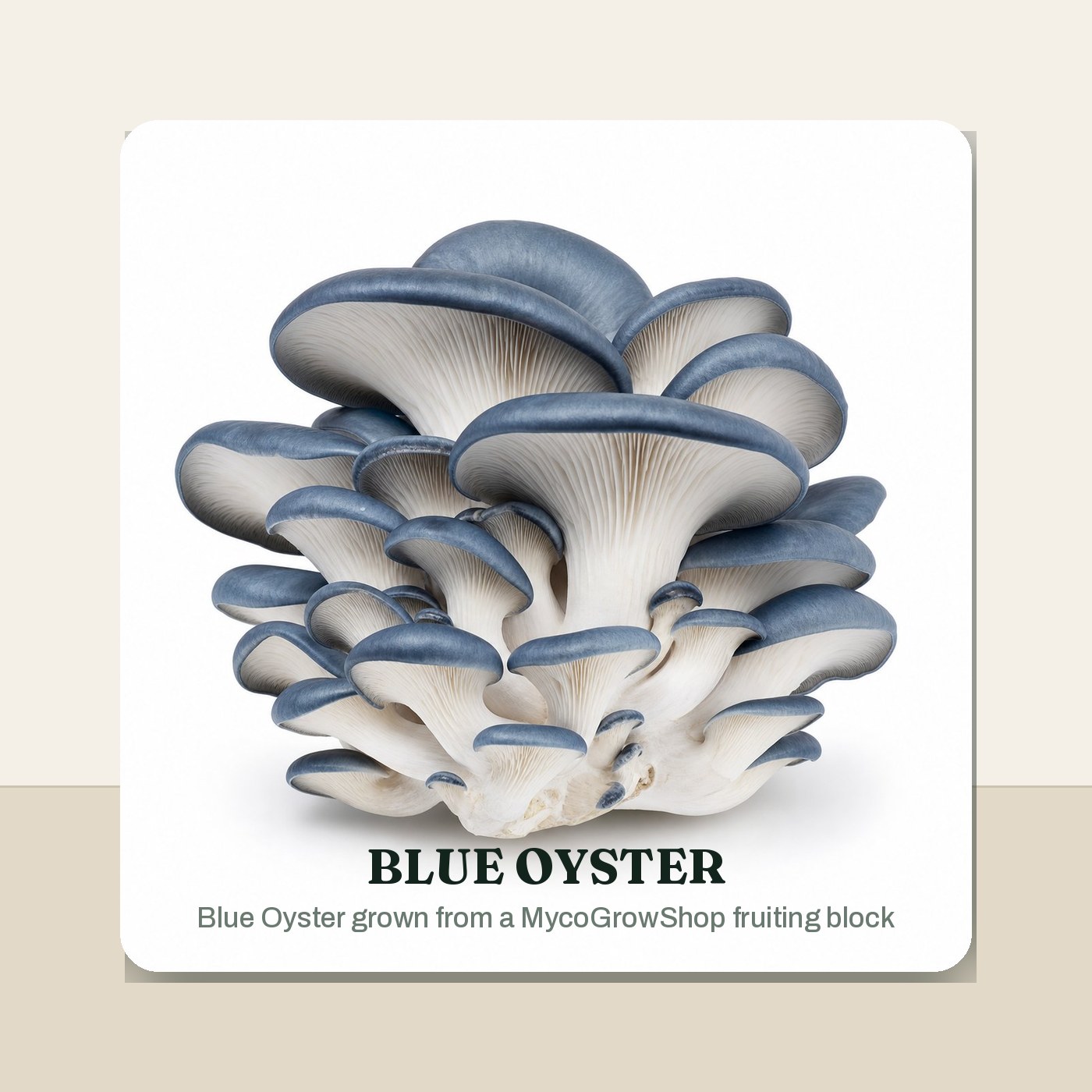 Blue Oyster Colonised Fruiting Block - 5 lb harvest result -