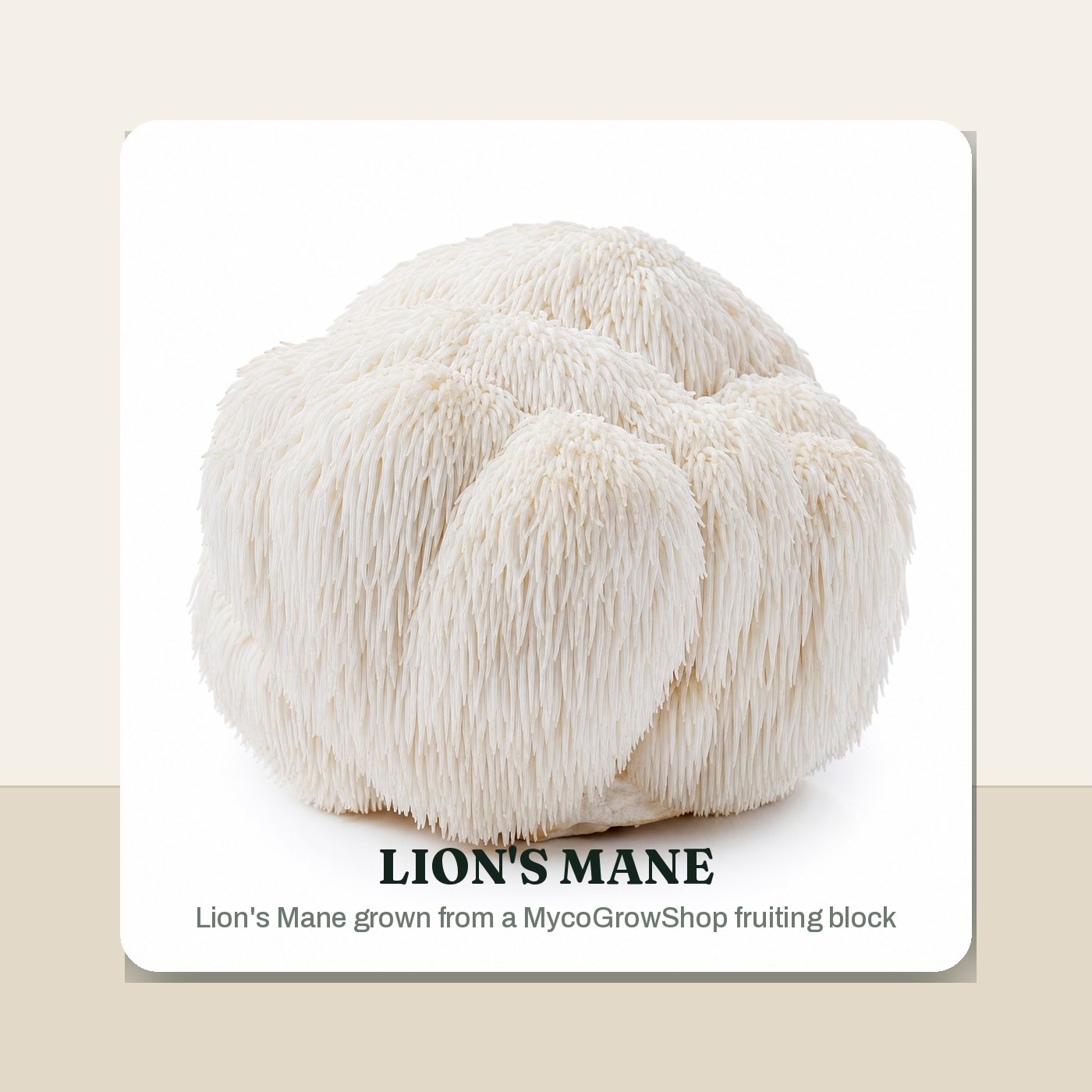 Lion's Mane Colonised Fruiting Block - 5 lb harvest result -
