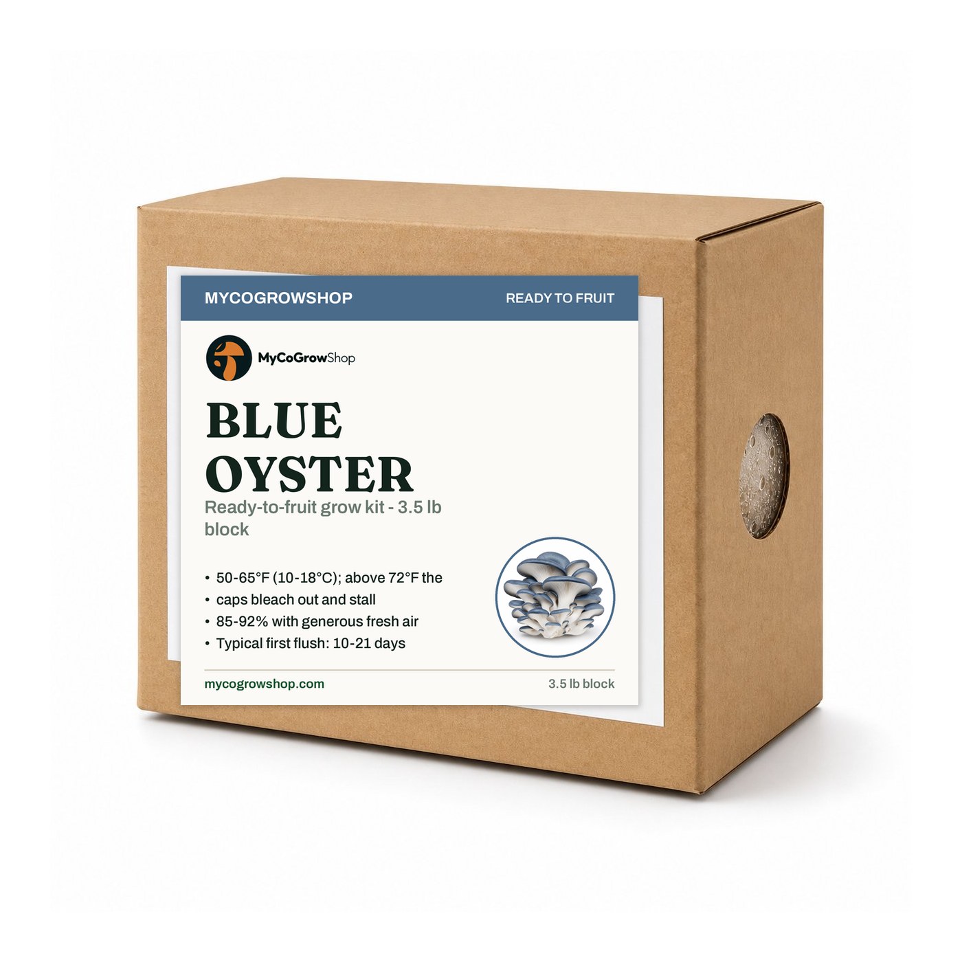 how to grow mushrooms at home - blue oyster mushroom grow kit photograph
