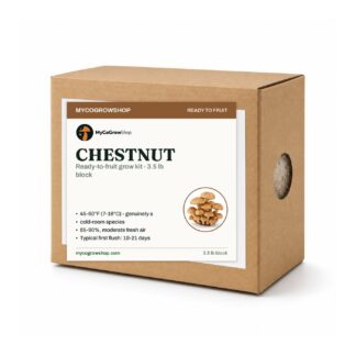 Chestnut Mushroom Grow Kit, mushroom growing kit, ready to fruit 3.5 lb colonised block