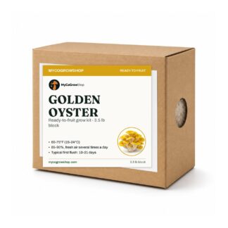 Golden Oyster Mushroom Grow Kit, beginner mushroom growing kit, no pressure cooker needed