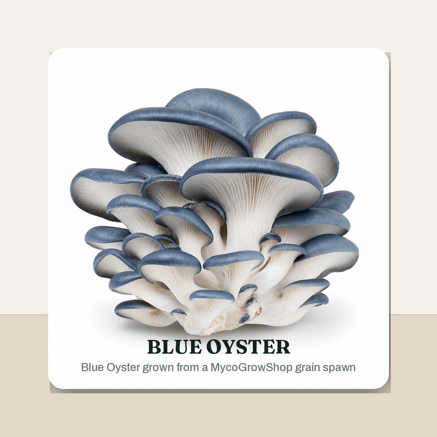 Blue Oyster Rye Grain Spawn - 3 lb harvest result -