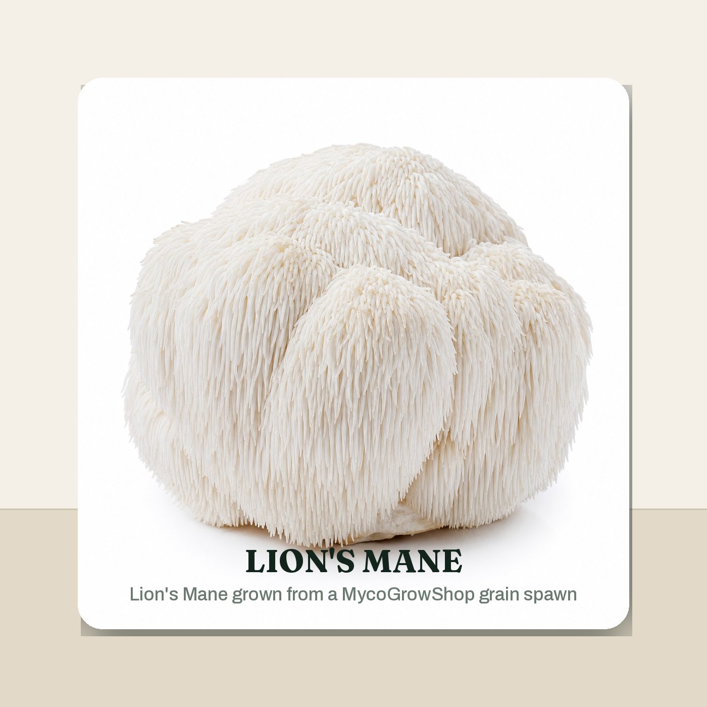 Lion's Mane Millet Grain Spawn - 3 lb harvest result -