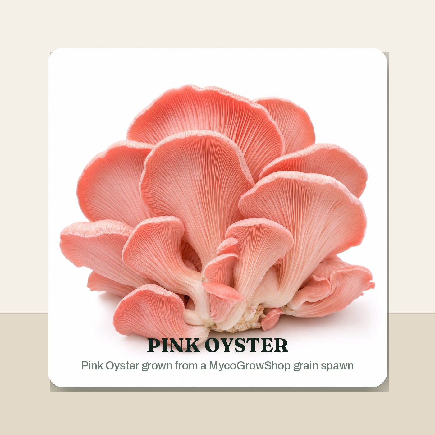Pink Oyster Rye Grain Spawn - 3 lb harvest result -
