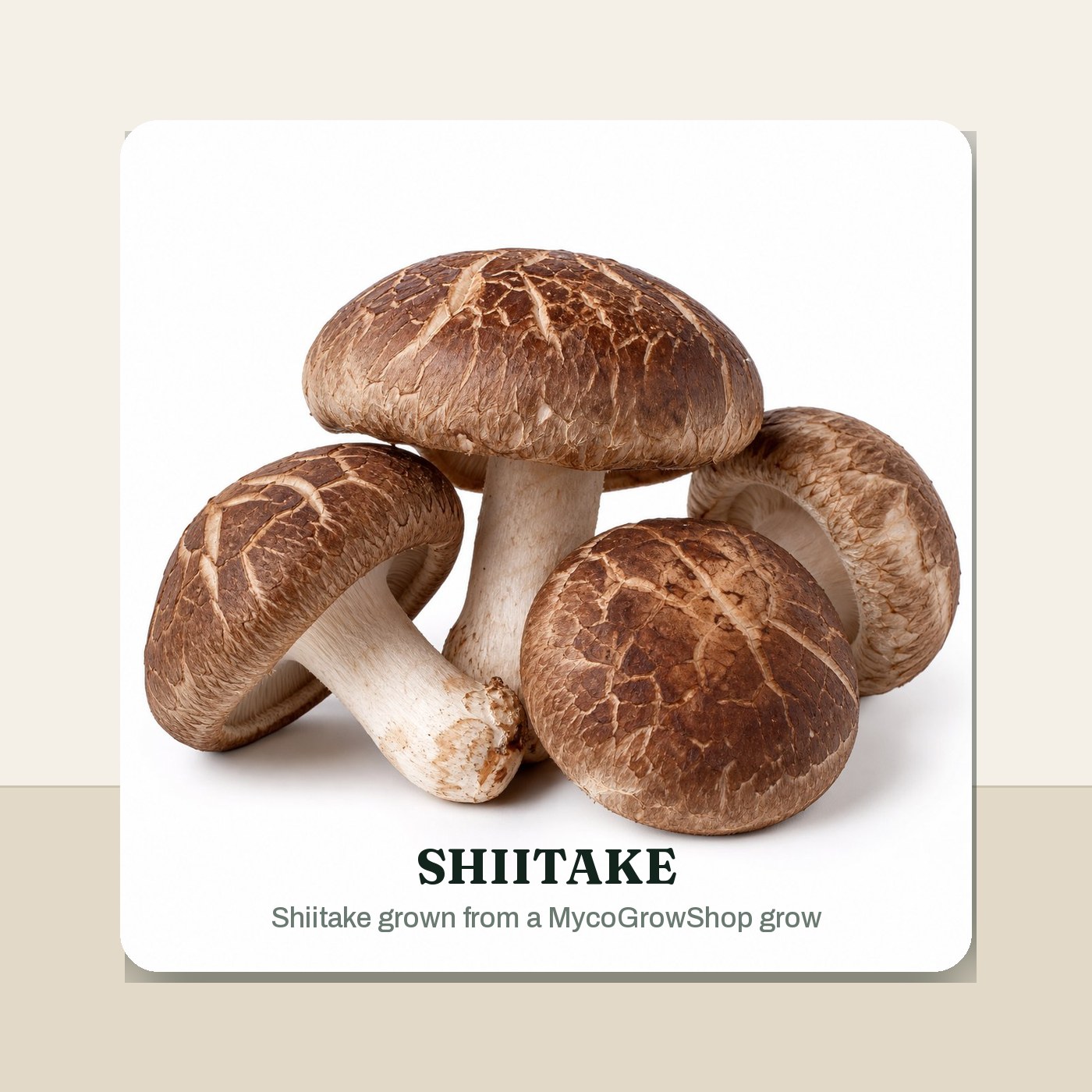 Shiitake Hardwood Log Plug Spawn - 100 Plugs harvest result -